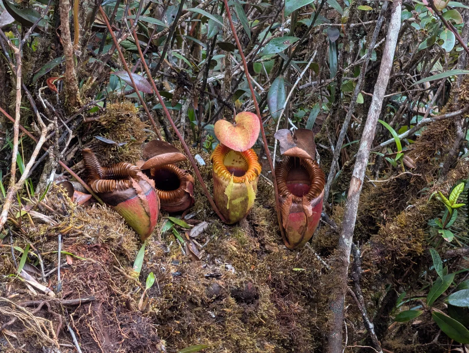 Nepenthes pitcher plants