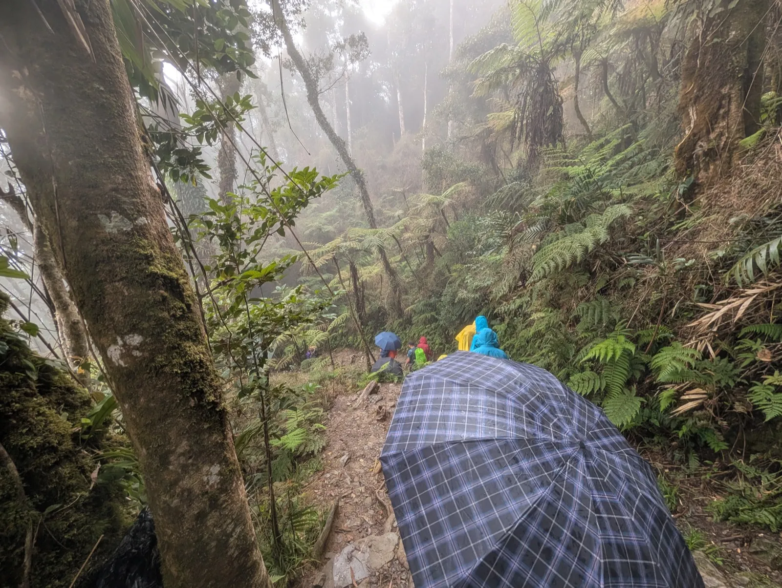 Descending through rainy forest